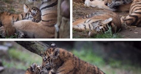 Columbus Zoo tiger cubs get named