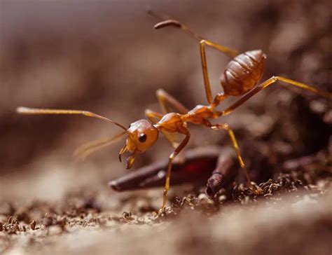 19 Ant Facts Fun Facts About The Tiny Powerhouse