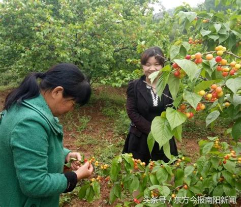 鎮平縣：櫻桃助農增收脫貧 每日頭條