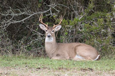 White Tailed Deer Odocoileus Virginianus