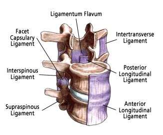 Low Back Sprain and Strain | San Diego Spine Foundation