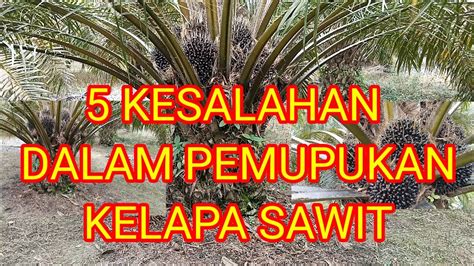 5 Kesalahan Dalam Pemupukan Kelapa Sawit YouTube