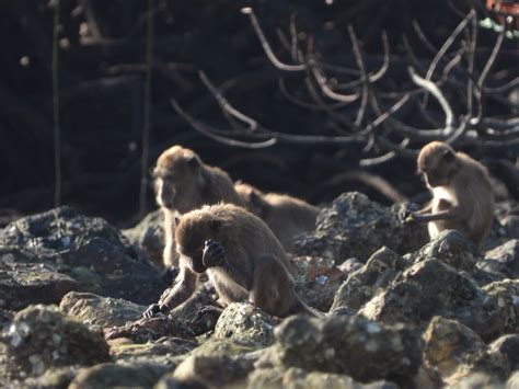 Stone Tools Accidentally Made By Thai Monkeys Are Surprisingly Similar