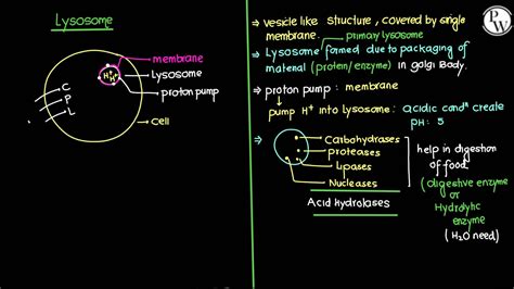 SOLUTION Cell The Unit Of Life 07 Classnotes Yakeen Neet 2024 Studypool