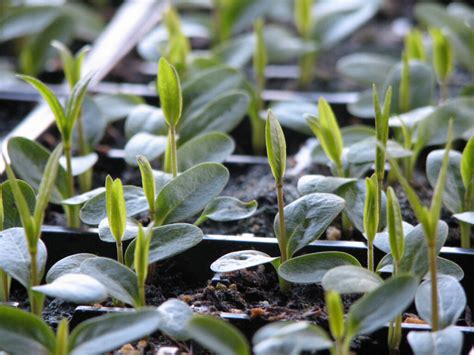 Growing Milkweeds Our Habitat Garden