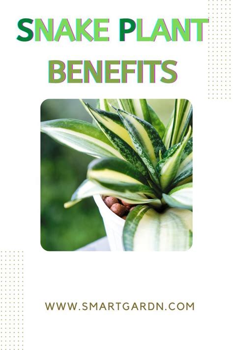 Snake plant benefits (you must know) | Snake plant, Plant benefits, Plants