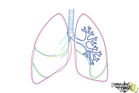 How to Draw Lungs | DrawingNow