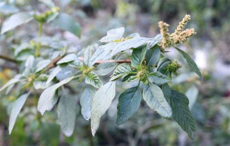 Amaranthus spinosus seed | BELL Garden Company,Wholesale Plant seeds ...