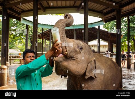 Feeding the baby elephant with milk bottle in the Pinnawala Elephant ...