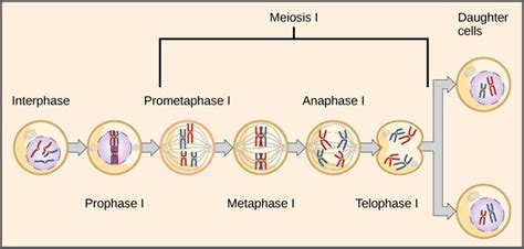 Laws Of Inheritance · Concepts Of Biology