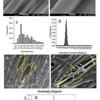 a SEM images of aligned fibrous scaffolds scale bar 10 µm b SEM