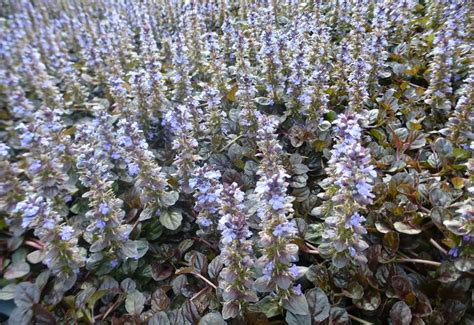 Ajuga Reptans Atropurpurea Bugle Rampant Pourpre Plantes Vivaces