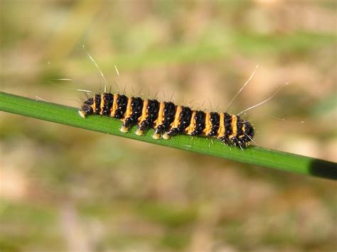 Top 14 Poisonous Caterpillars in the World - Animal Hype