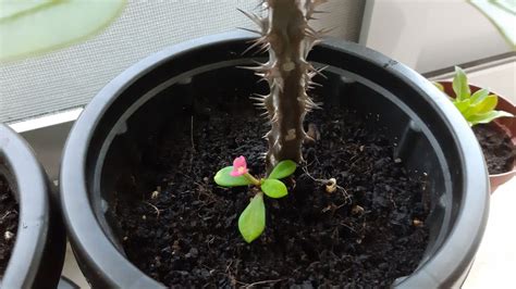 identification - Need help identifying this thorny plant - Gardening ...