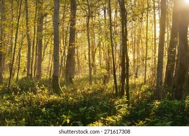 Magical Autumn Forest Stock Photo (Edit Now) 113418409