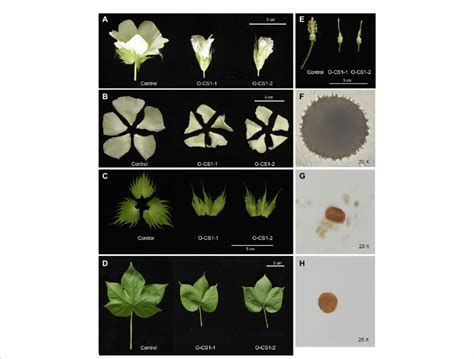 Phenotypes Of Ghcs1 Overexpression Lines A The 0 Dpa Flowers From