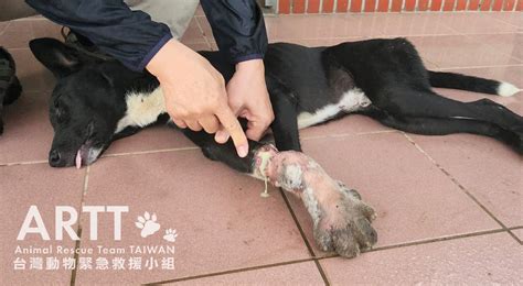 台灣動物緊急救援小組 救援後續 嘉義山豬吊斷掌浪犬