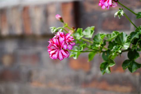 無料画像 自然 ブランチ 工場 葉 花弁 咲く ライブ 春 緑 赤 秋 植物学 庭園 閉じる フローラ