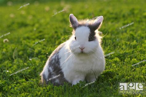 rabbit on meadow, Stock Photo, Picture And Royalty Free Image. Pic. JUF ...