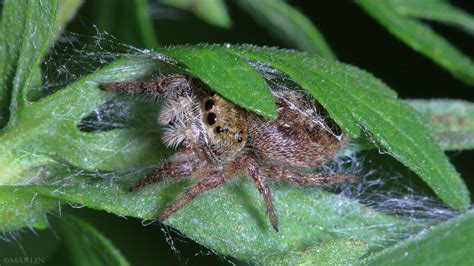 Jumping Spider - Phidippus princeps - North American Insects & Spiders