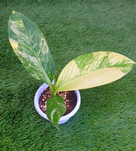 Dieffenbachia Yellow Leaves: Causes & Easy Fixes - Plants Craze