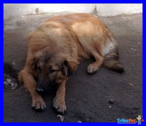 Enea Bellissimo Cucciolone Anno In Adozione A Roma Rm