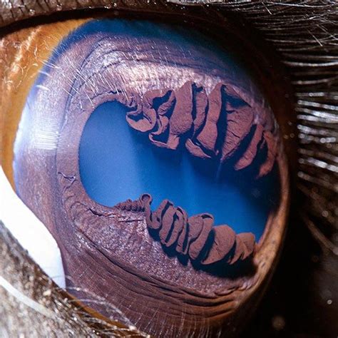 🔥 *Llama eye* Close up shot of the granula iridica 🔥 : r/NatureIsFuckingLit