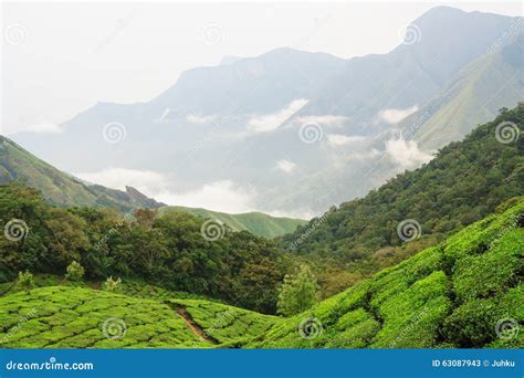 茶领域和山在munnar 库存图片 图片 包括有 绿色 字段 增长 薄雾 问题的 农场 聚会所 63087943