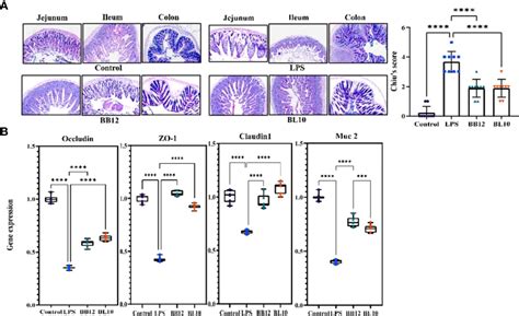 Frontiers Immunomodulatory Effects Of The Bifidobacterium Longum Bl 10 On Lipopolysaccharide