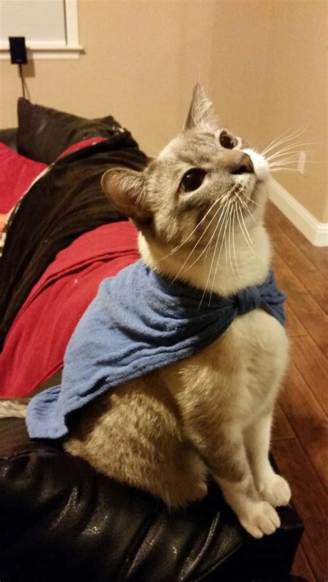 I Made My Cat A Cape Pics