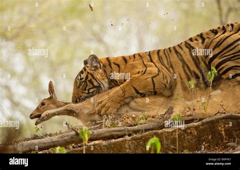 Dead tiger hi-res stock photography and images - Alamy