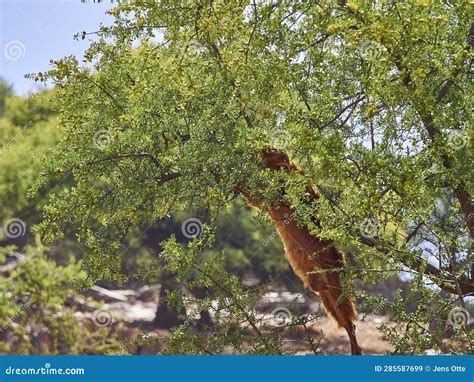 Goats Standing and Climbing in a Argan Oil Tree Stock Image - Image of ...