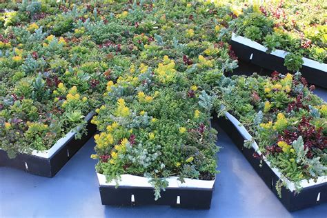 Module Options Liveroof Green Roof Systems