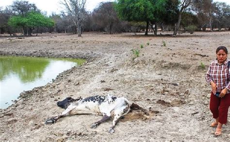 Agroavances Bolivia Macharet Vive Cruda Realidad Por Las Sequ As