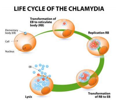 Ciclo De Vida Chlamydia Bact Rias Doen As Sexualmente Transmiss Veis