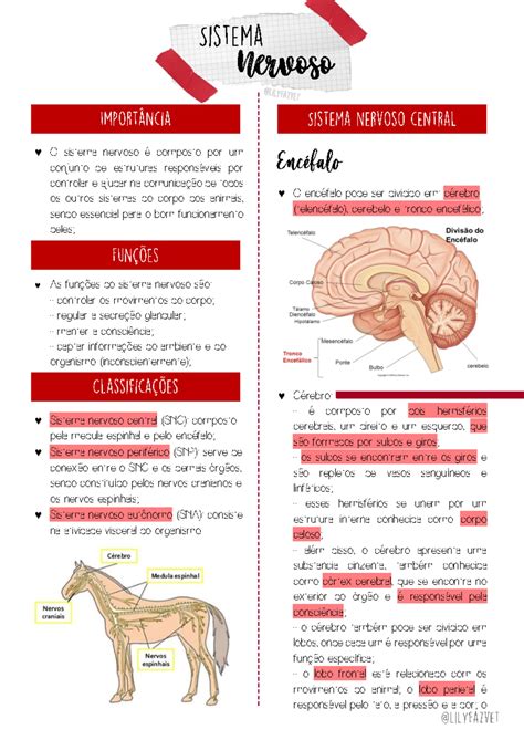 Resumo Do Sistema Respiratorio 9