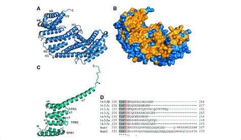 Structure Of 14 3 3 Proteins A Crystal Structure Of The Human 14 3 3