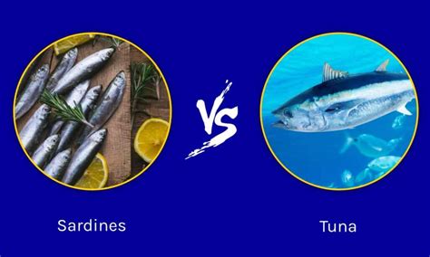 Sardines Vs Tuna What Are The Differences A Z Animals