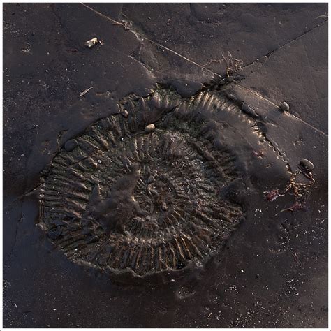 Fossil Imprint At Kimmeridge Bay Flickr Photo Sharing