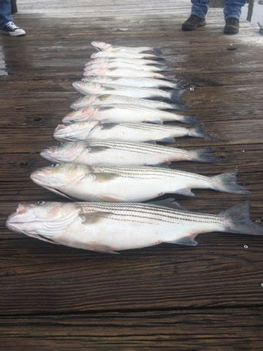 Chesapeake Bay Fall Rockfish Chesapeake Bay Fishing Charter Boat