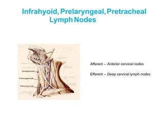 Lymph and lymphatic system | PPT