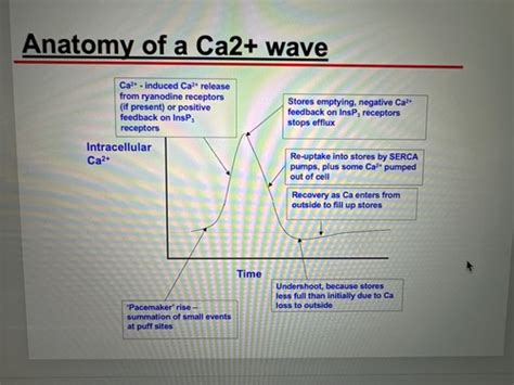 Lecture Generating And Decoding Calcium Signals Flashcards Quizlet