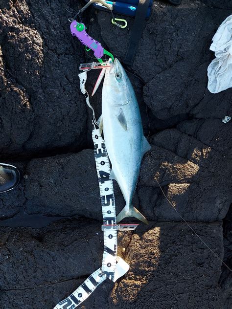 のびてのさかな さんの 2022年11月03日のメジロの釣り・釣果情報山口県 響灘 アングラーズ 釣果400万件の魚釣り情報サイト