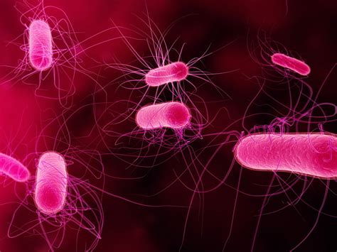 Bacteria 1080p 2k 4k 5k Hd Wallpapers Free Download Wallpaper Flare