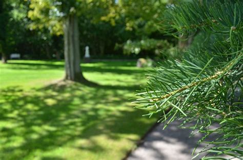 Free Images Nature Branch Wood Lawn Leaf Flower Trunk Autumn