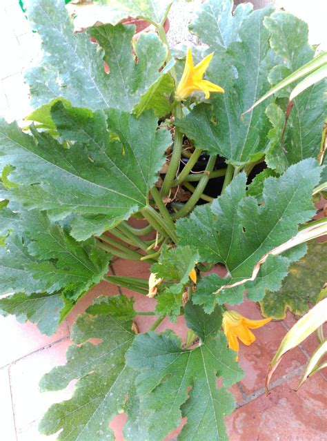 Como Cultivar Calabacines En Cubos Petunias Compost Plantar Plant