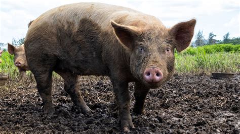 Surgeons Successfully Transplanted A Pig Kidney Into A Man