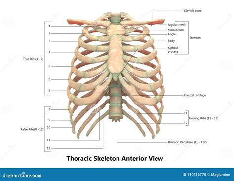 Human Body Skeleton System Thoracic Skeleton Anterior View Anatomy