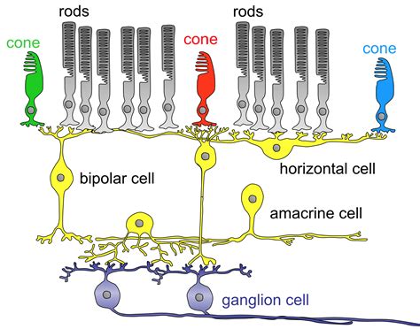 Retina Cell Types | Hot Sex Picture