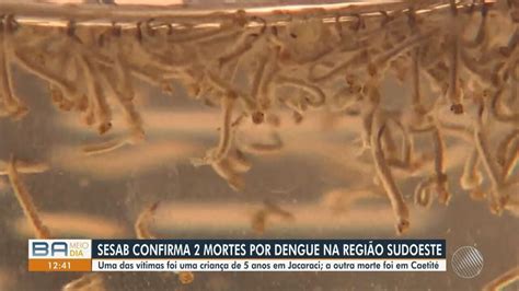 Sesab Confirma Duas Mortes Por Dengue Em Cidades Da Bahia Crian A De